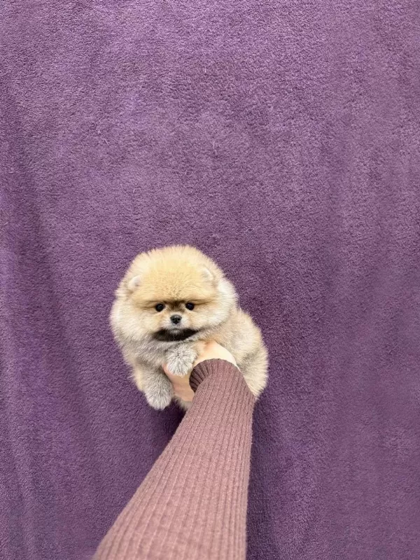 Pomeranian Boo Köpeği