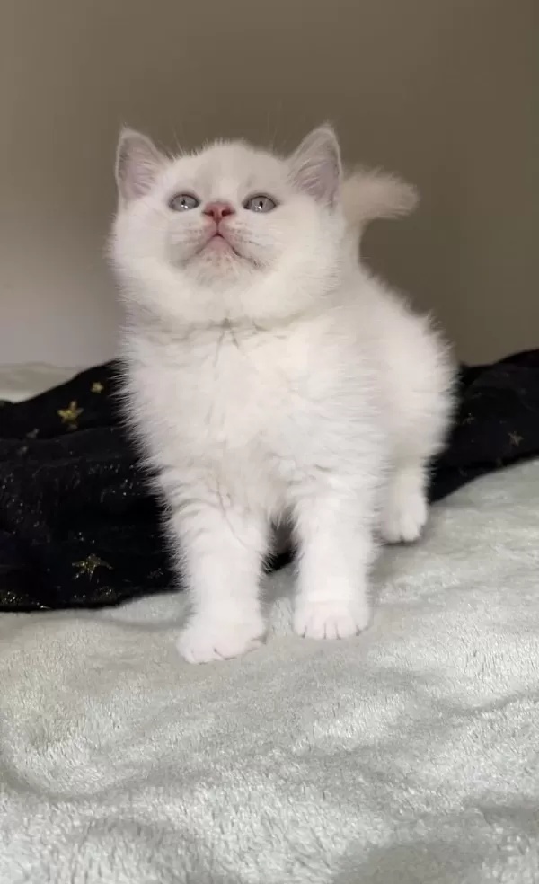 Safkan British Shorthair Oğluşum