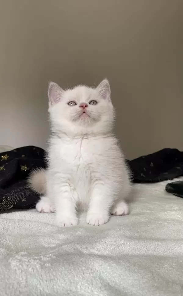 Safkan British Shorthair Oğluşum
