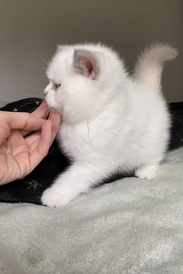 Safkan British Shorthair Oğluşum