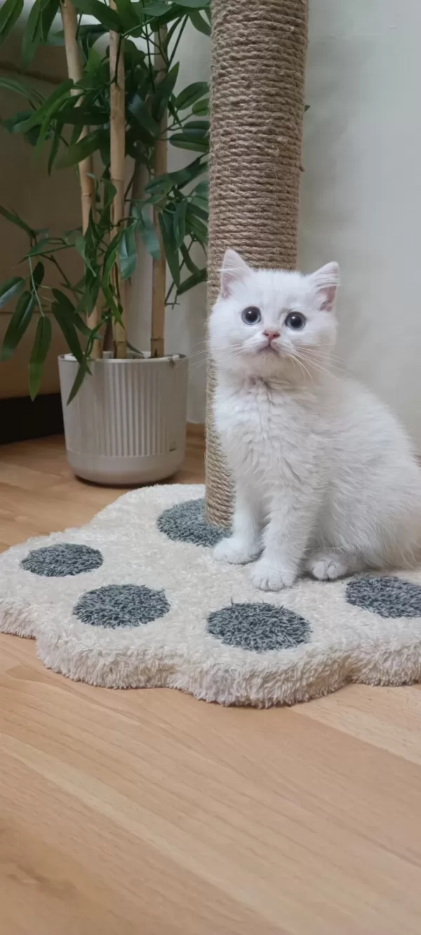 Full Şecereli Anne Babadan Safkan Erkek Kedimiz