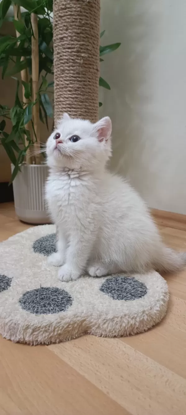 Full Şecereli Anne Babadan Safkan Erkek Kedimiz