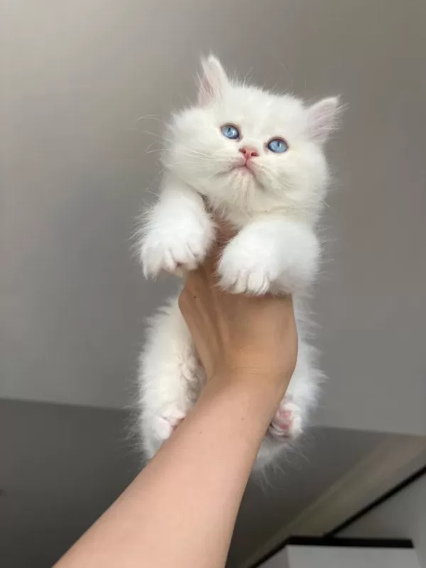 Kaliteli Silver Point British Longhair Bebekler