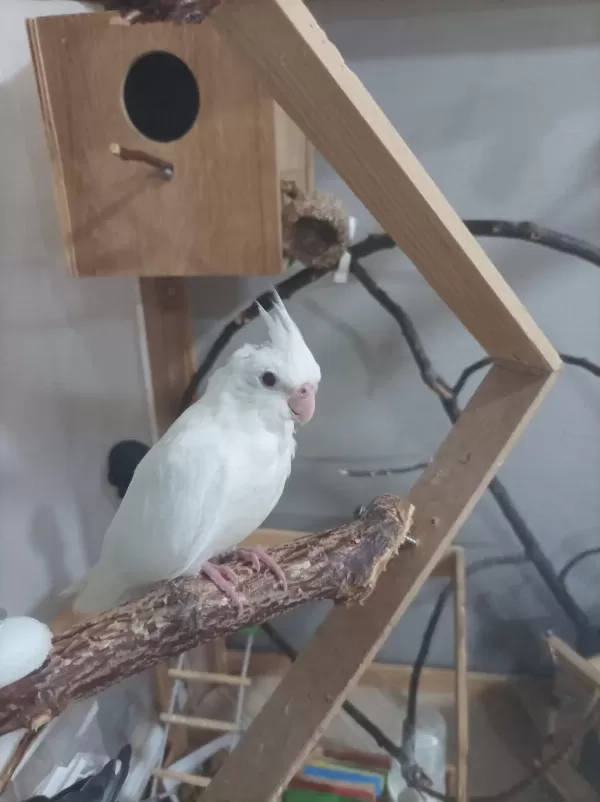 Albino Kirmizi Göz 2,5 Aylik Sultan Papağani