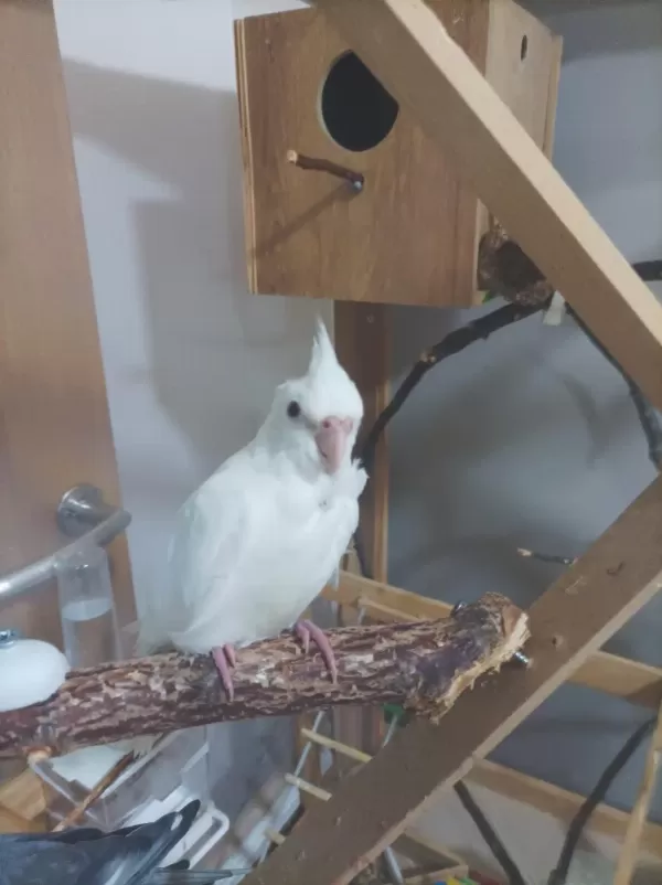 Albino Kirmizi Göz 2,5 Aylik Sultan Papağani