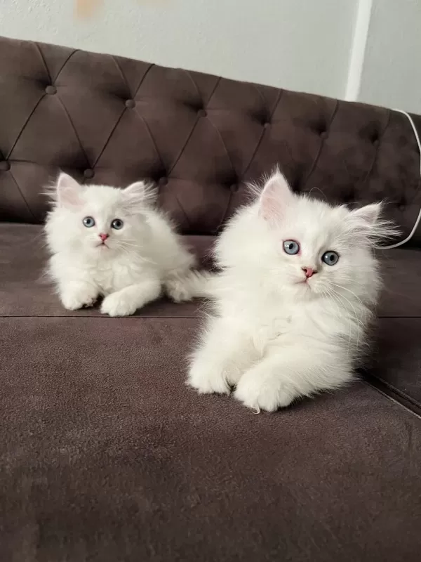 Safkan Erkek Dişi Kediler