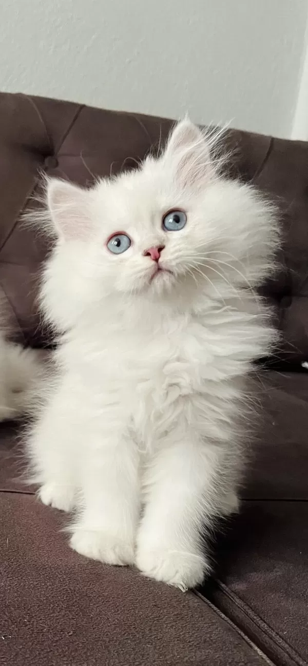 Safkan Erkek Dişi Kediler