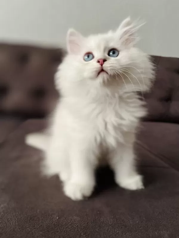 Safkan Erkek Dişi Kediler