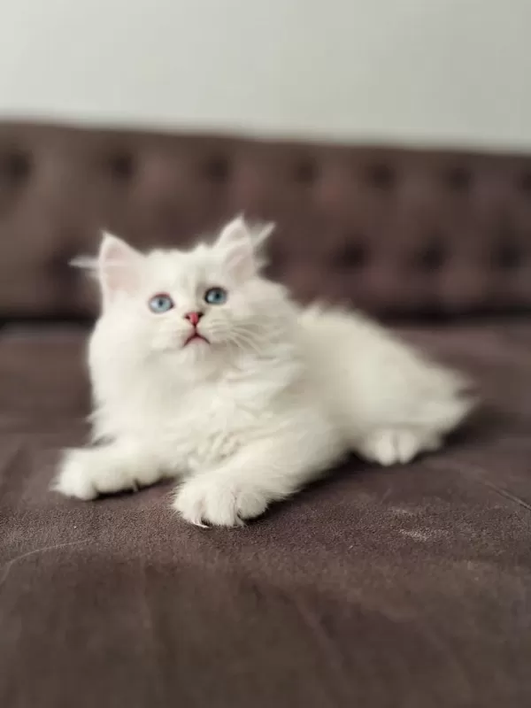 Safkan Erkek Dişi Kediler