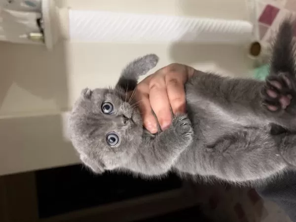 Son 2 Tane Erkek Kırık Kulak Ayı Surat Yavru Kedimiz