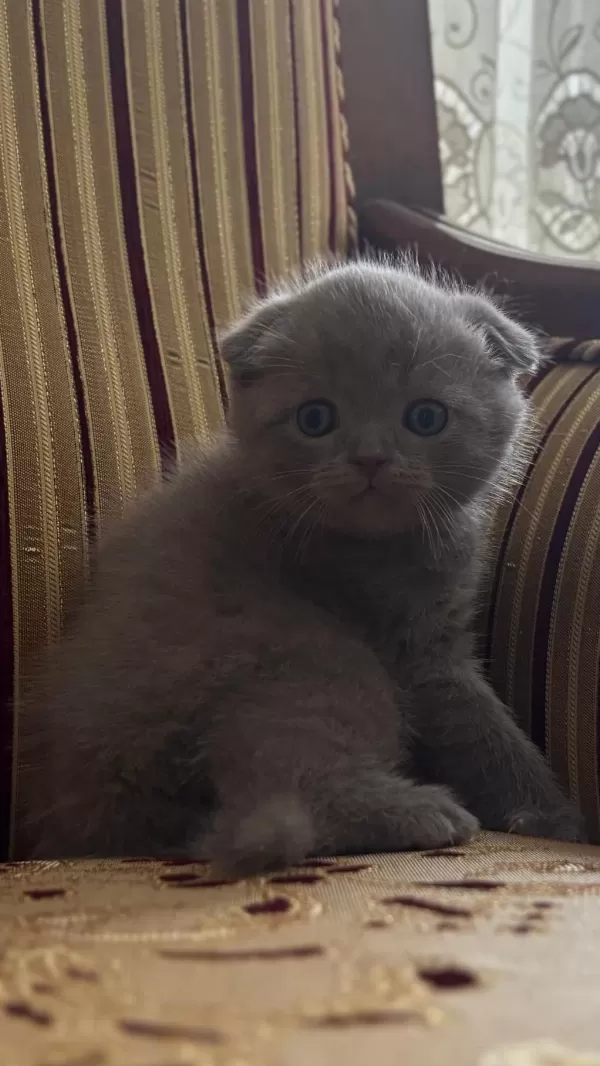 Son 2 Tane Erkek Kırık Kulak Ayı Surat Yavru Kedimiz