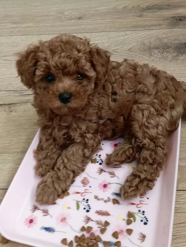 Toy Poodle İrk Garantili Köpekler