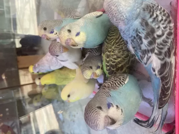 Bebek Muhabbet Kuşlar