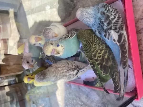 Bebek Muhabbet Kuşlar
