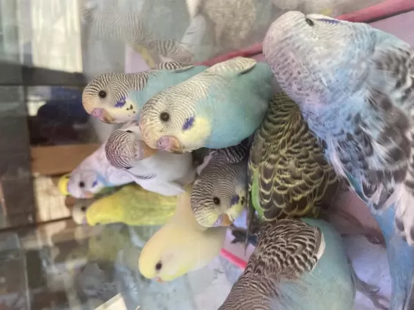 Bebek Muhabbet Kuşlar