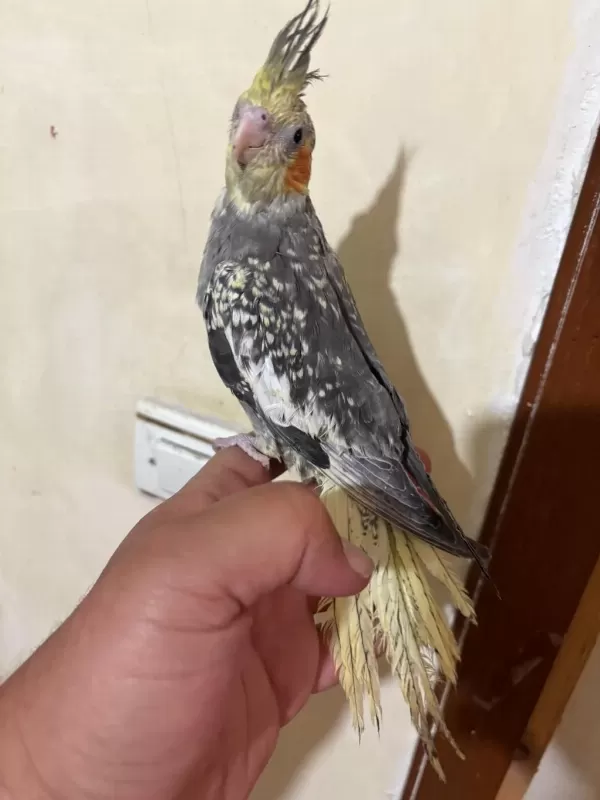 Tam 57 Günlük Full Evcil Kusursuz Bebek Sultan