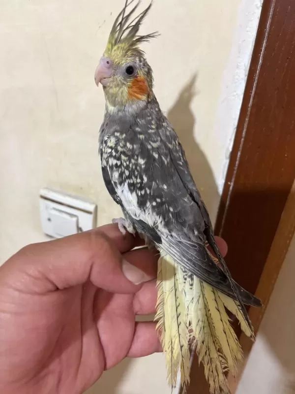 Tam 57 Günlük Full Evcil Kusursuz Bebek Sultan