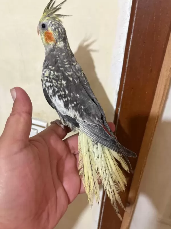 Tam 57 Günlük Full Evcil Kusursuz Bebek Sultan