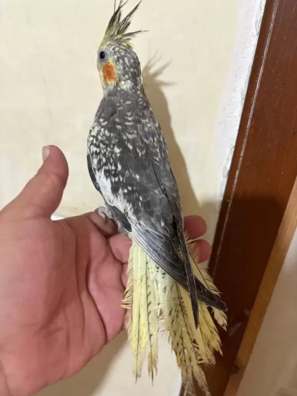 Tam 57 Günlük Full Evcil Kusursuz Bebek Sultan