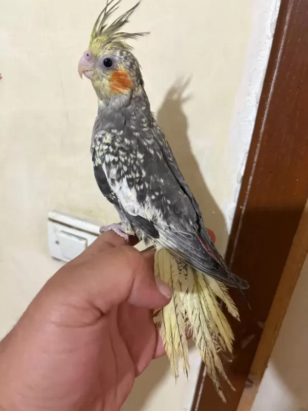 Tam 57 Günlük Full Evcil Kusursuz Bebek Sultan