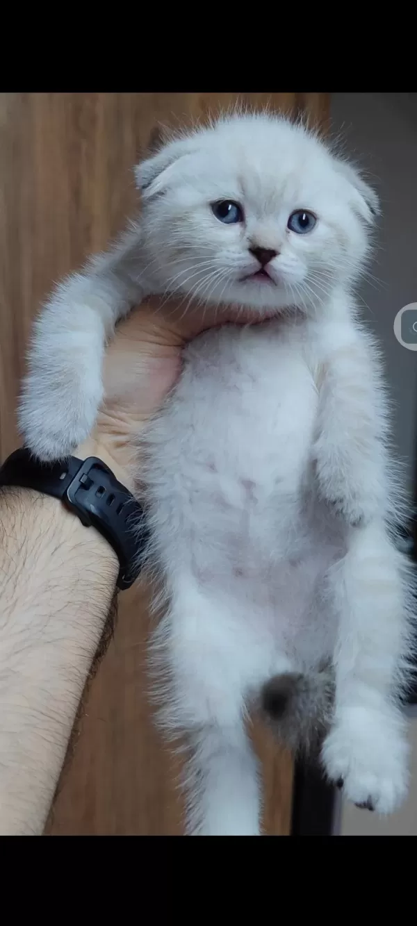 Scottish Fold Kedisi İçin Ulaşınız