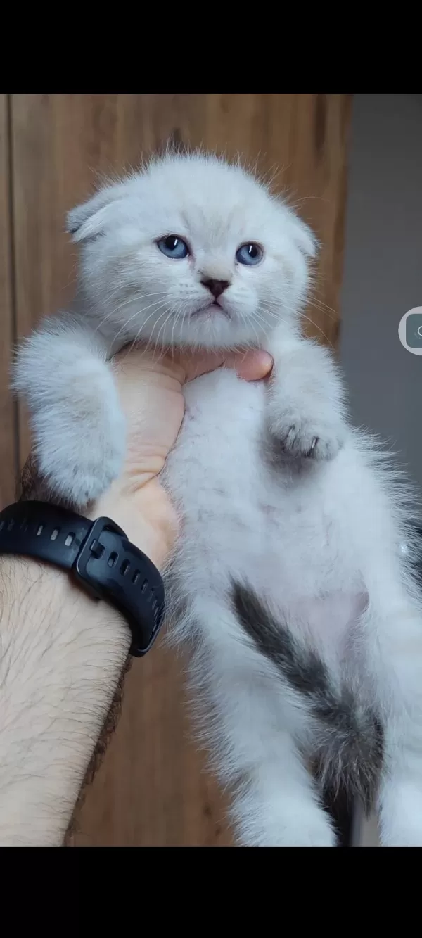 Scottish Fold Kedisi İçin Ulaşınız
