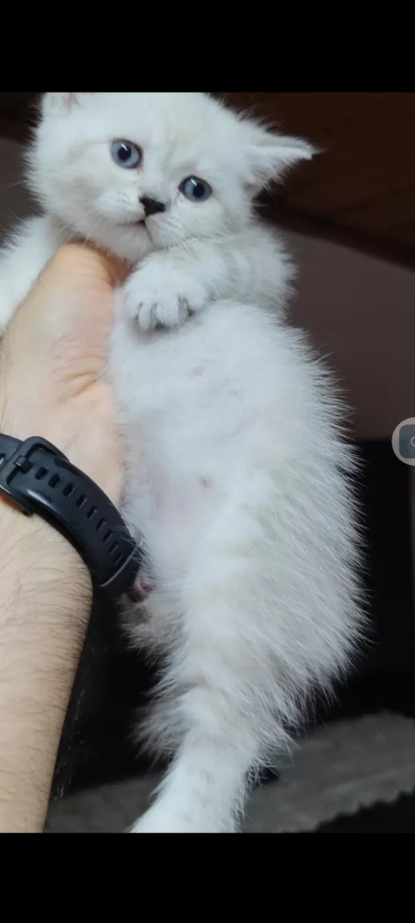Harika British Shorthair