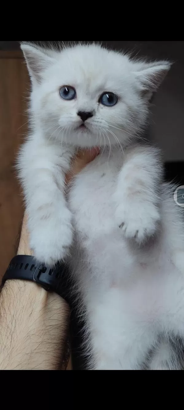 Harika British Shorthair