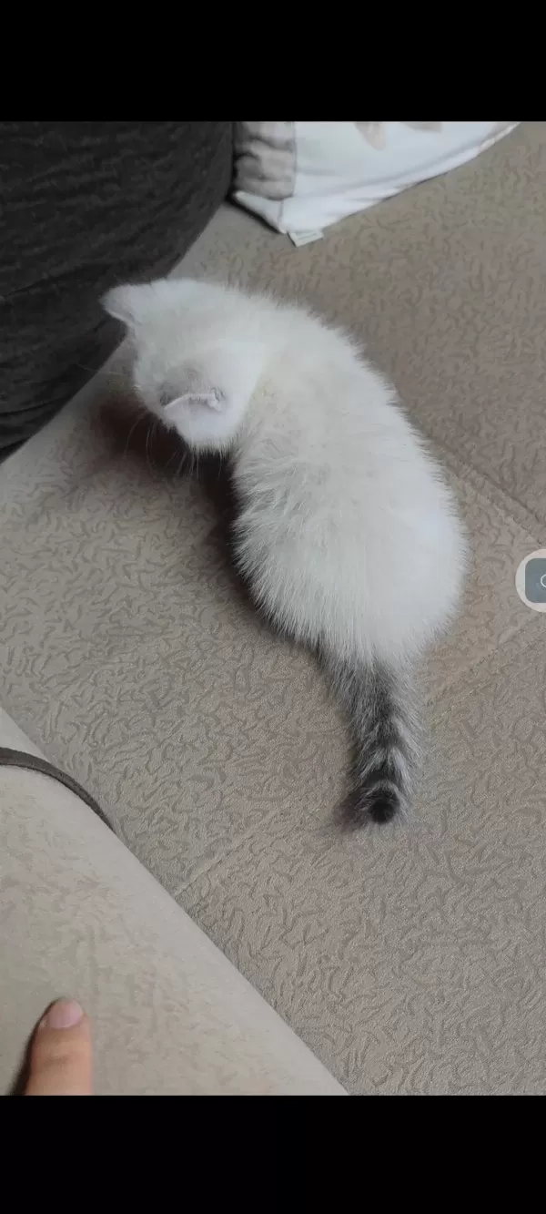 Harika British Shorthair