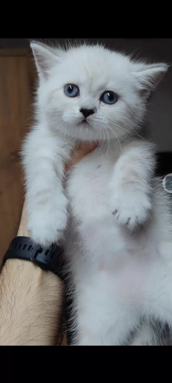 Harika British Shorthair