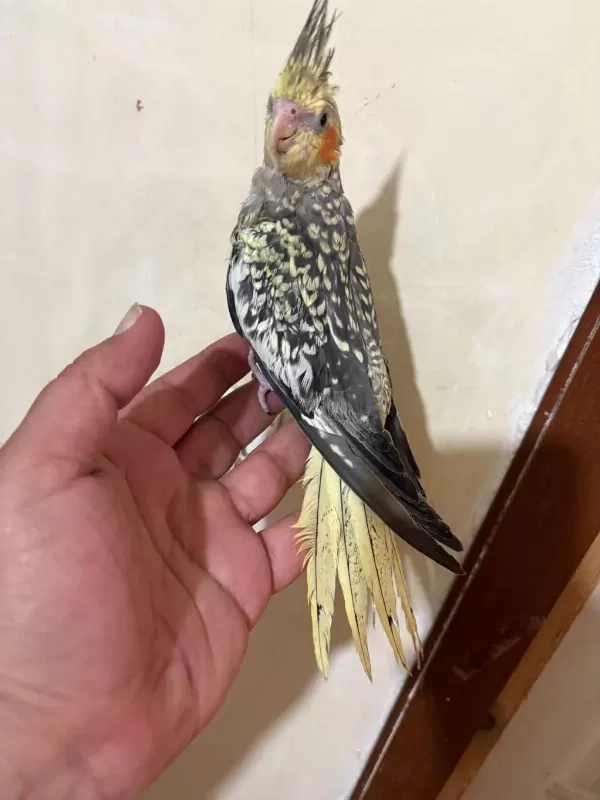 Tam 59 Günlük Oyun Hamuru Sultan Bebek