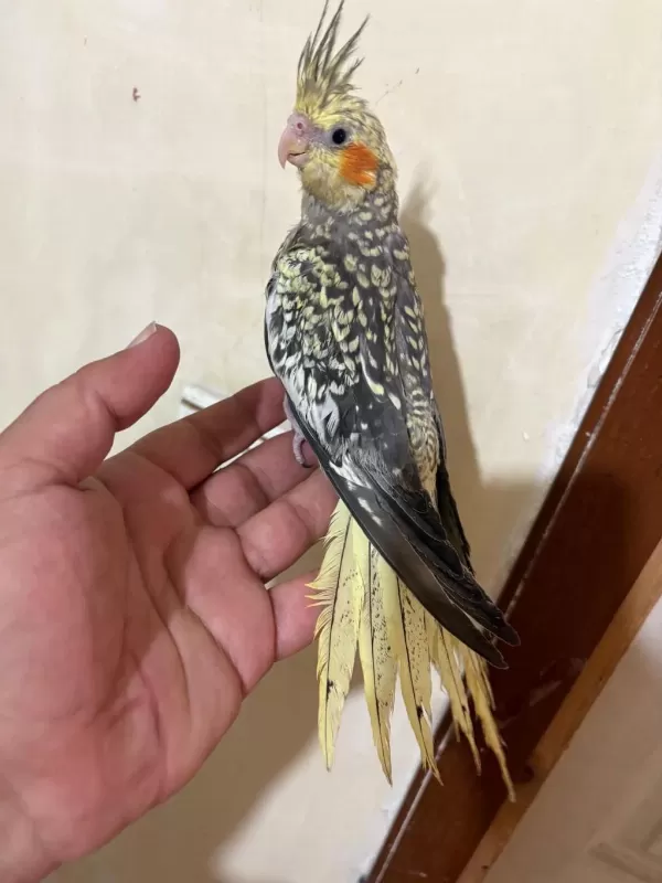 Tam 59 Günlük Oyun Hamuru Sultan Bebek