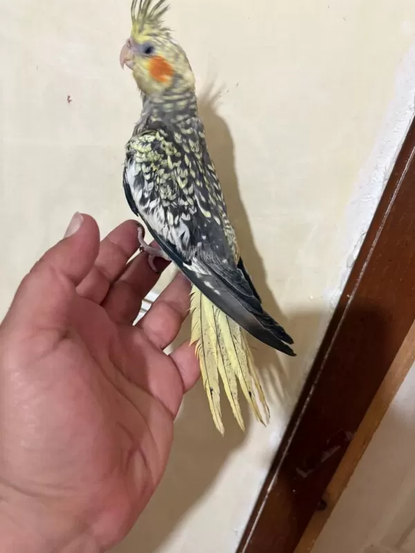 Tam 59 Günlük Oyun Hamuru Sultan Bebek