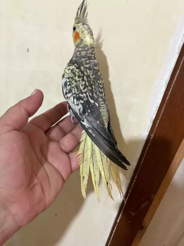 Tam 59 Günlük Oyun Hamuru Sultan Bebek