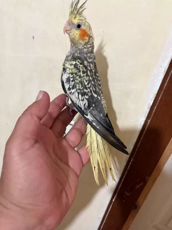 Tam 59 Günlük Oyun Hamuru Sultan Bebek
