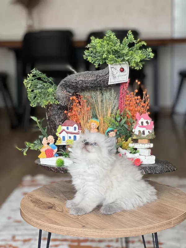 Blue Point British Shorthair Güzellik