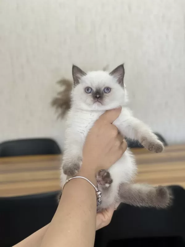 Chocalate Point British Shorthair Yavrum