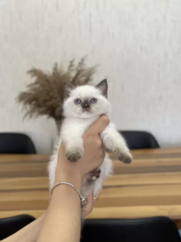 Chocalate Point British Shorthair Yavrum