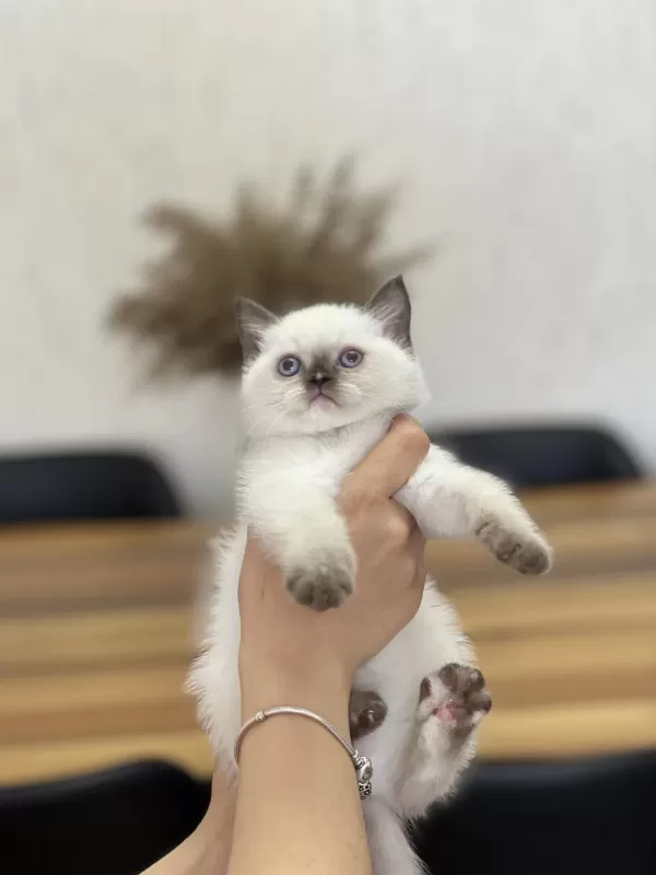 Chocalate Point British Shorthair Yavrum