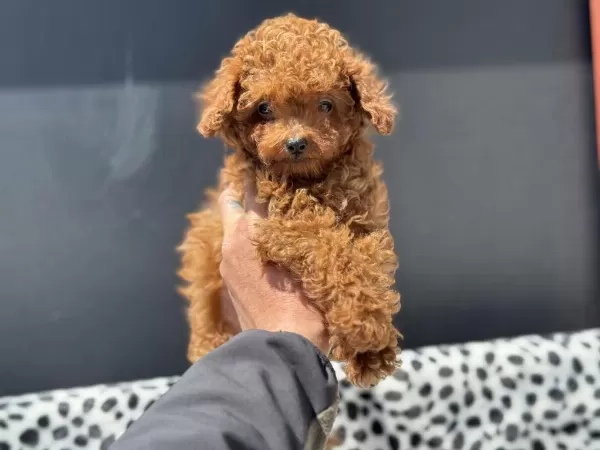 Petmode Den 4 Aylık 700 Gr Tea Cup Kore Poodle