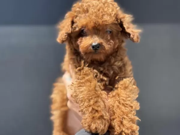 Petmode Den 4 Aylık 700 Gr Tea Cup Kore Poodle