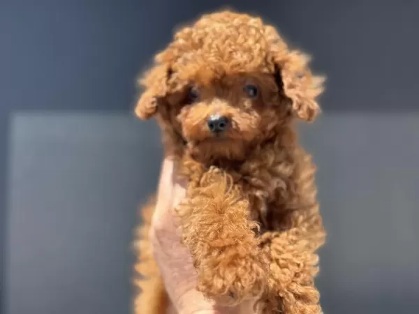 Petmode Den 4 Aylık 700 Gr Tea Cup Kore Poodle
