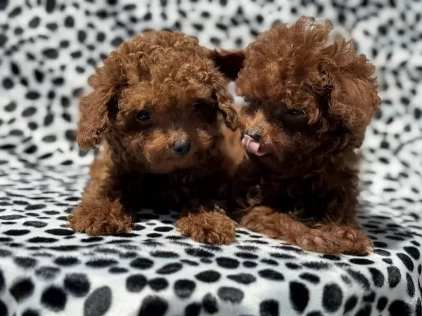 Petmode Den 4 Aylık 700 Gr Tea Cup Kore Poodle