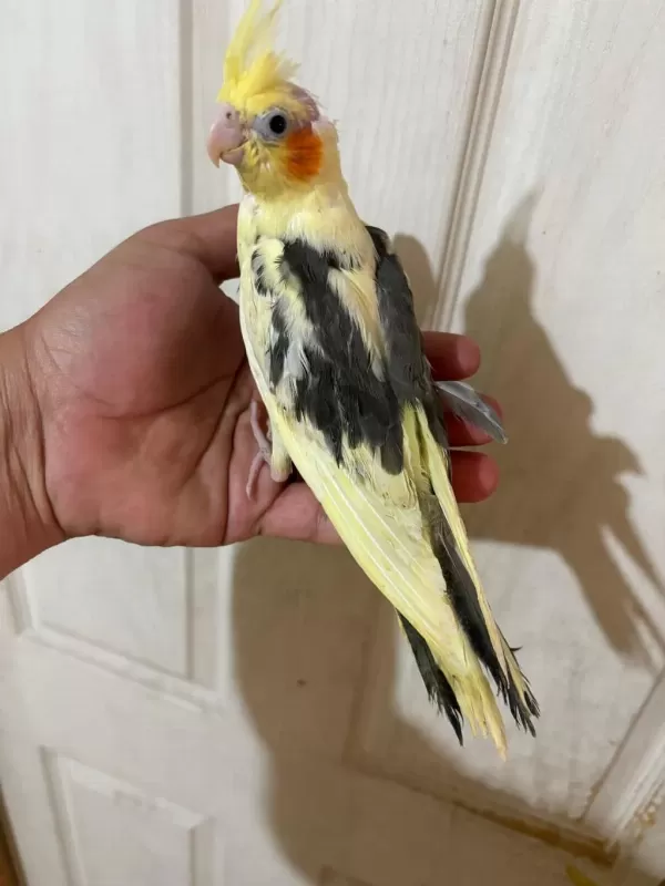 40 Günlük Full Evcil Pied Renk Bebek Sultan