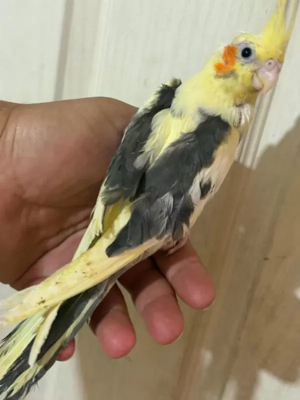 40 Günlük Full Evcil Pied Renk Bebek Sultan