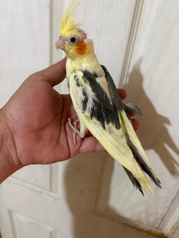 40 Günlük Full Evcil Pied Renk Bebek Sultan