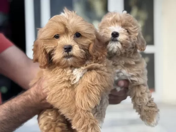 Petmode Köpek Çiftliğinden Mini Maltipoo Yavrular