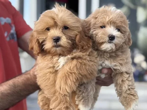Petmode Köpek Çiftliğinden Mini Maltipoo Yavrular