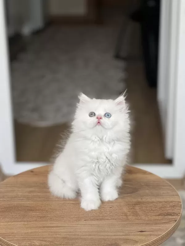 Gold Eyes Safkan British Longhair Yavrum