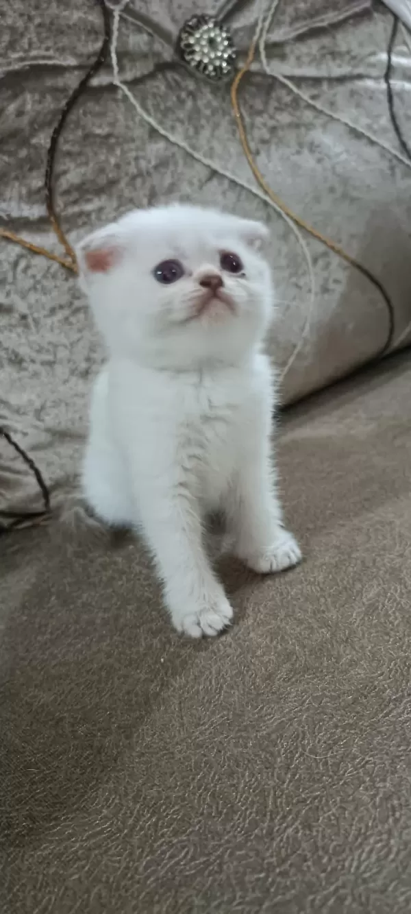 50 Günlük Erkek Scottish Fold Yavrumuz Hazır
